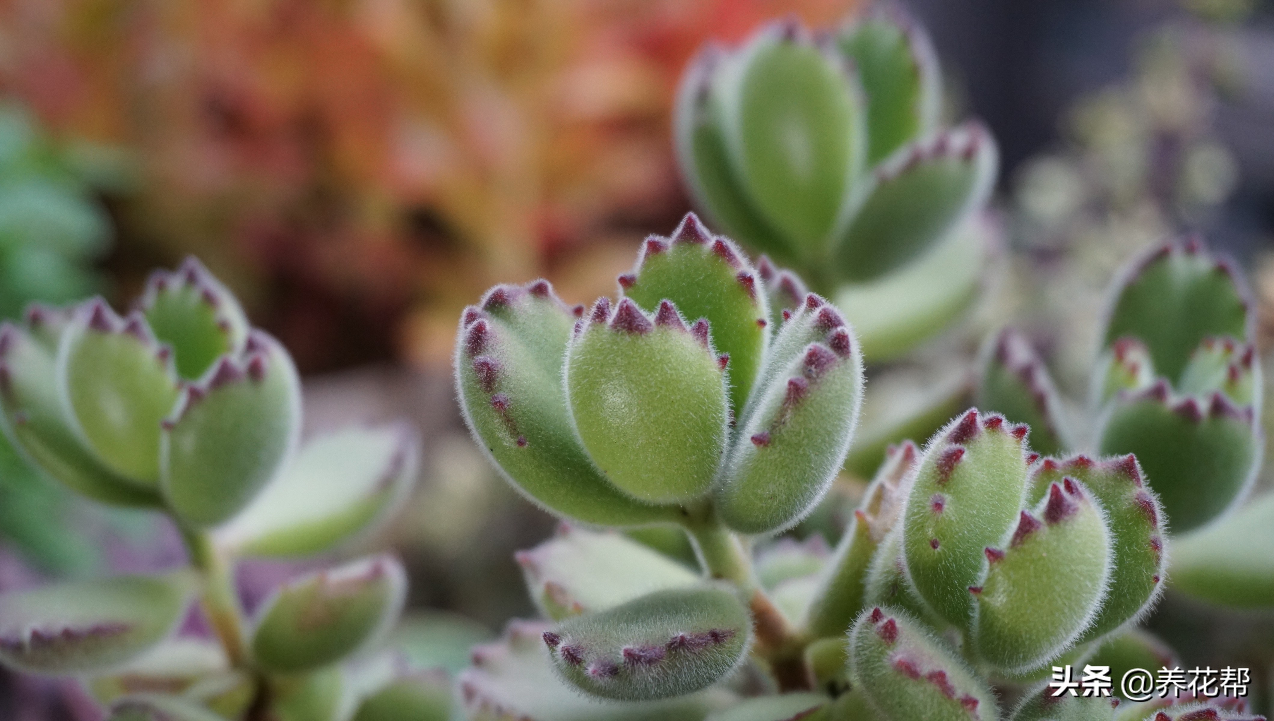 多肉熊童子出状态,多肉熊童子太茂盛了怎么办