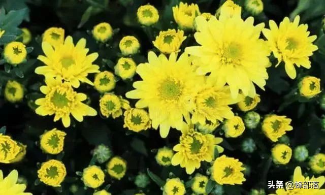 野菊花是蜜源植物不,菊花对蜜蜂有害吗