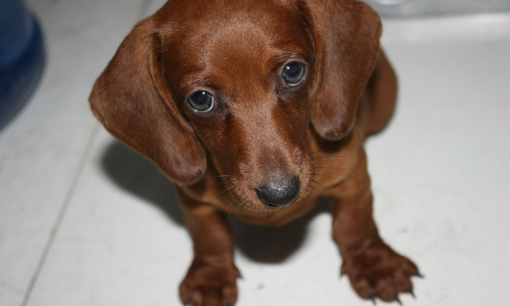 犬瘟热沾染人身上多久,犬瘟热一定要用干扰素吗