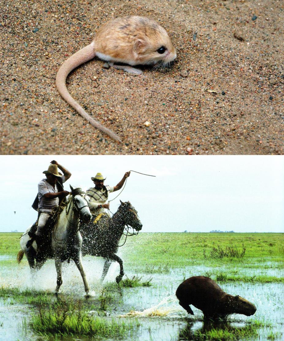 人类灭绝后老鼠成功进化出智慧,人类有没有可能灭绝老鼠