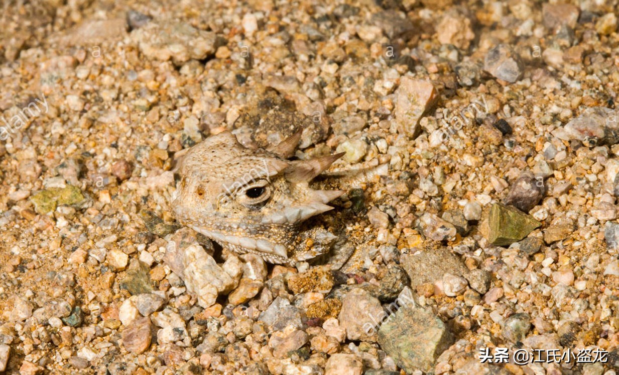 甲龙特殊形态,甲龙成年形态