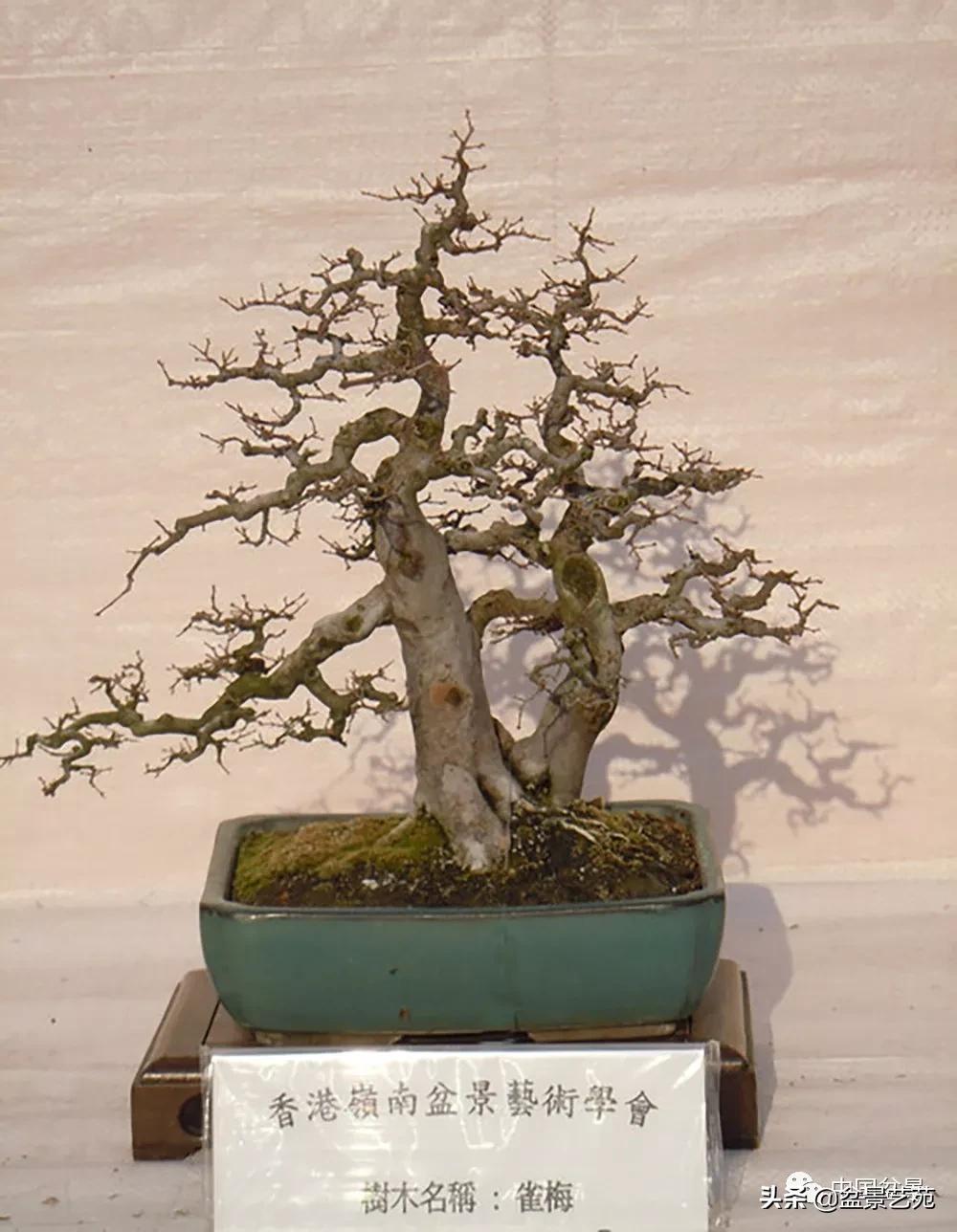 金银花盆景的修剪方法,盆景的修剪知识与技法