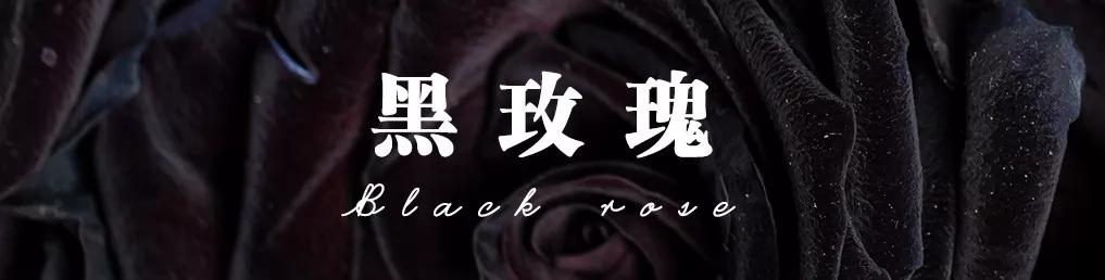 花店常用玫瑰花品种大全,一篇文章带你认识三亚40种花