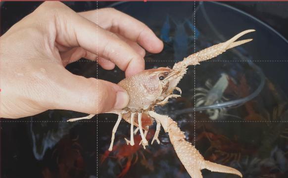 投放早春小龙虾苗注意哪些,小龙虾养殖技术方法和注意事项