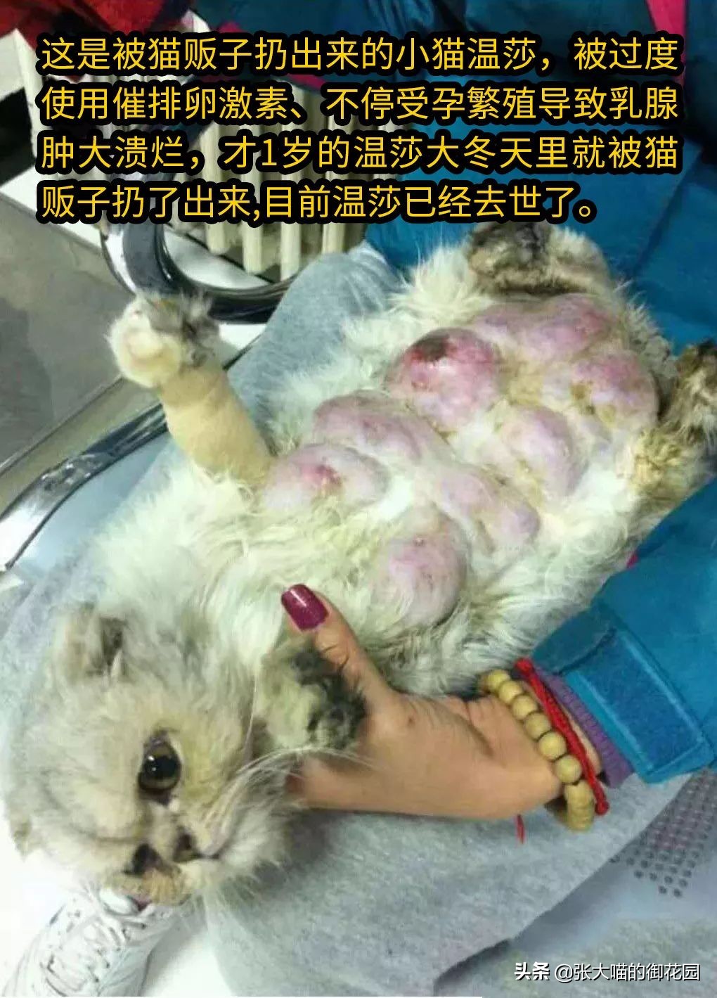 不让猫生小猫的方法,让不让猫咪生孩子