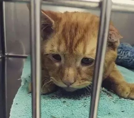 苦瓜脸的喵星人,苦瓜脸猫咪