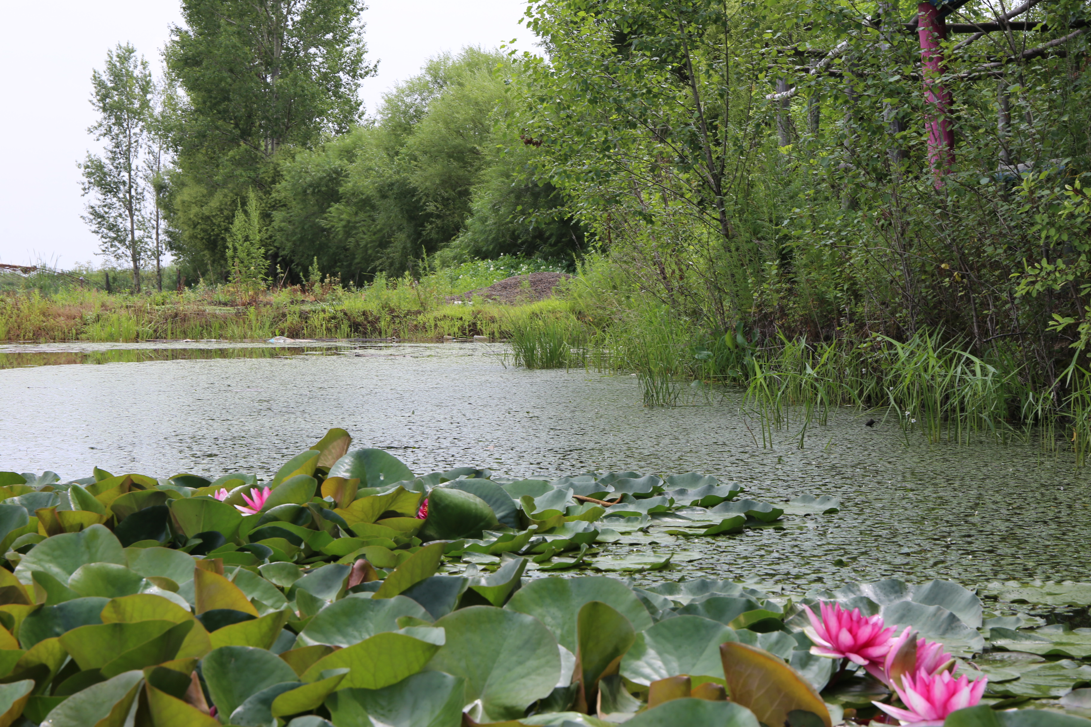 观赏荷花睡莲,没看到绽放的荷花