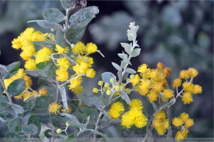 花语大全：各种鲜花的花语，不同颜色寓意也不一样啊