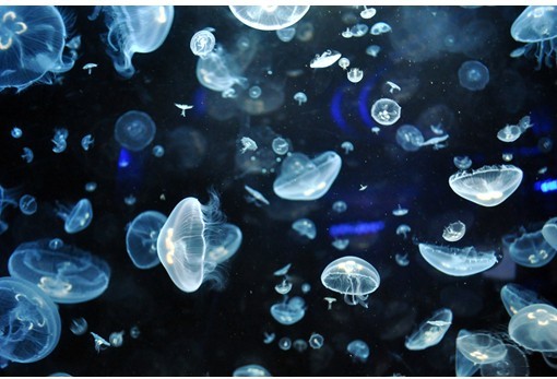 灯塔水母真的有不死之身,千年不死的灯塔水母