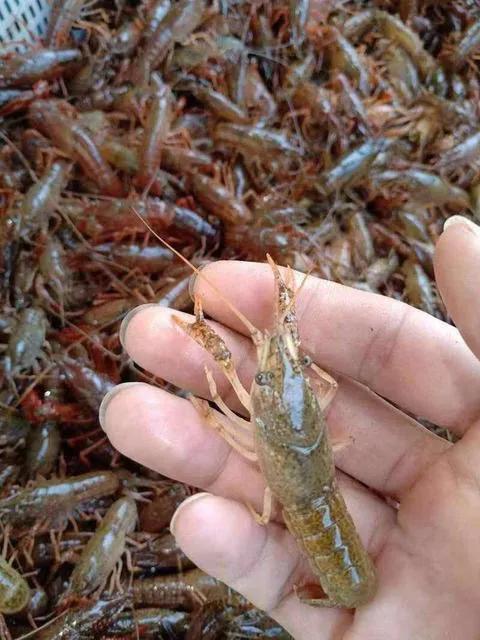 虾稻田怎样放地笼,地笼放河虾要注意什么