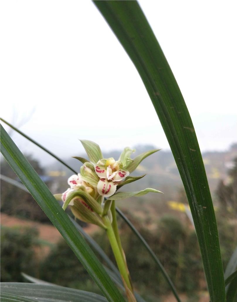 春剑盖世牡丹图片大全,天价兰花都是什么品种