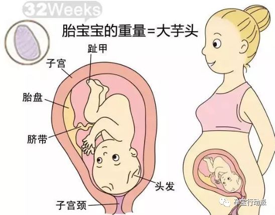 ​孕期周刊  第三十二周