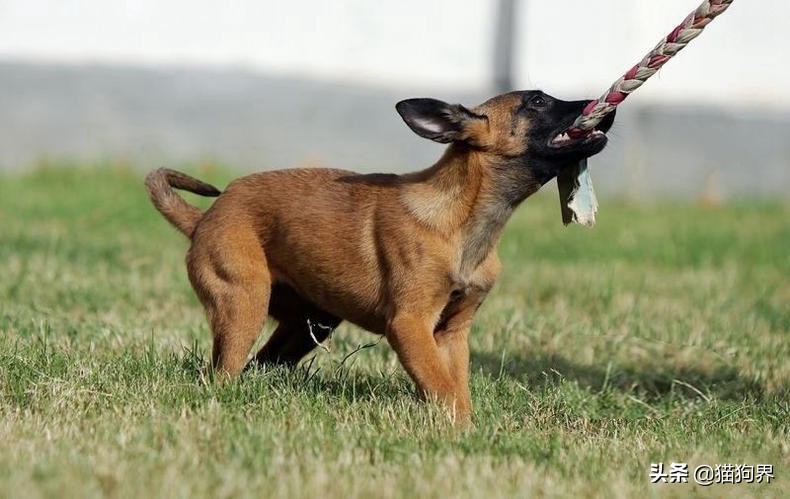 据说马犬有着悠久的历史？要如何训练它们#狗狗大明星#
