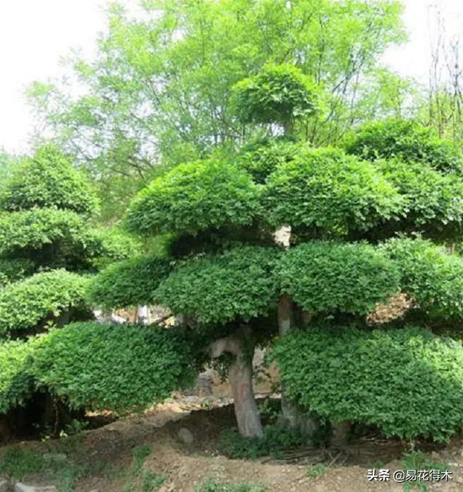 盆景制作与赏析观花,盆景对节白蜡怎么造型