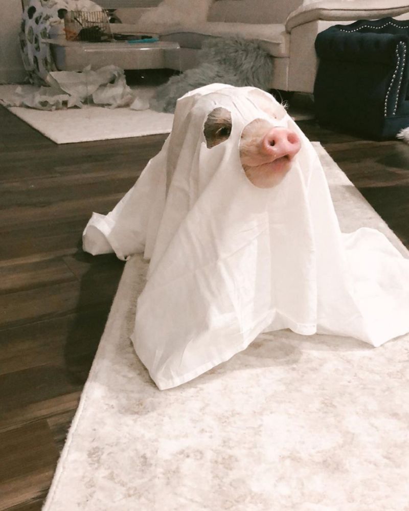 宠物猪小香猪粉红色,粉红色小香猪