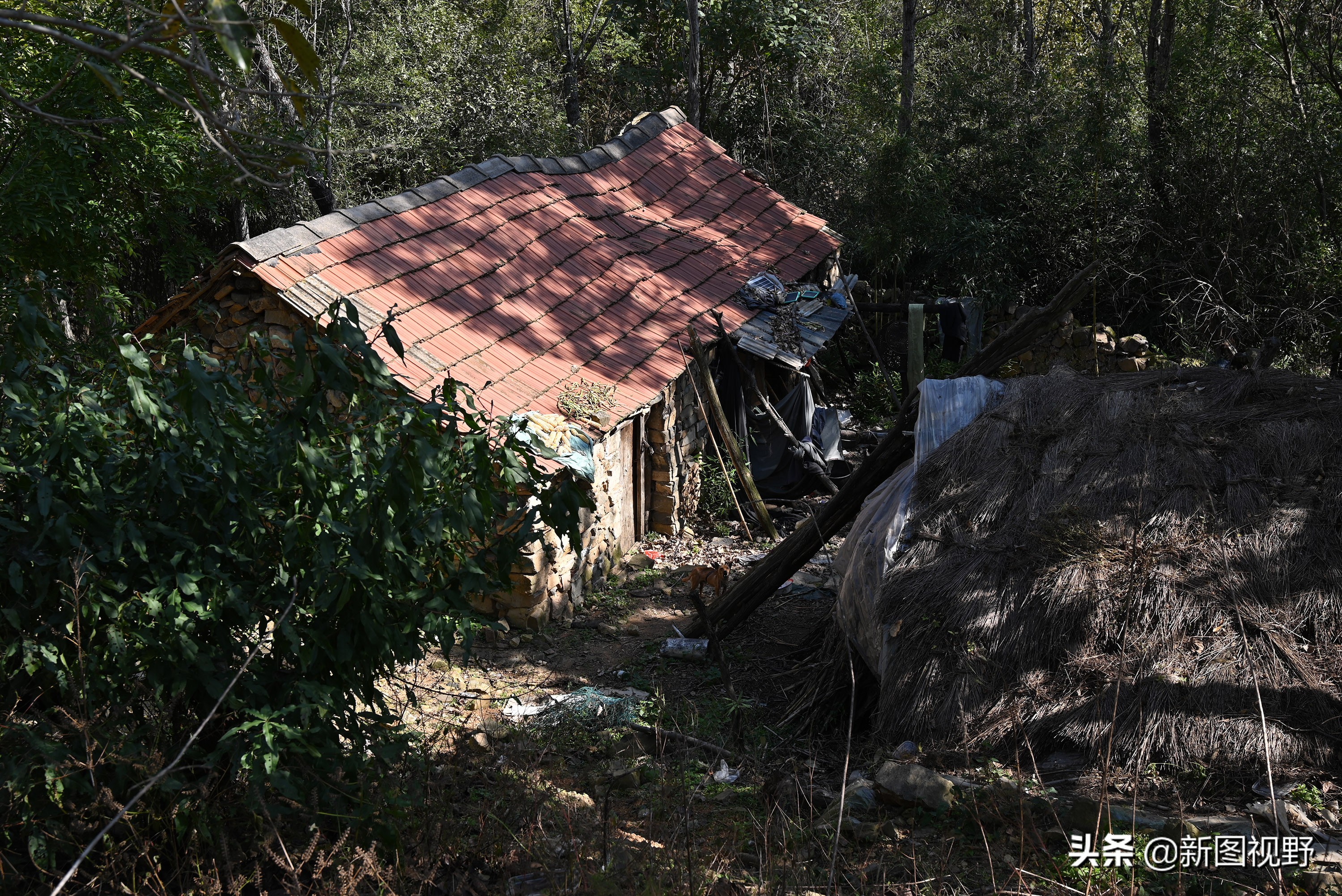 70岁老人养100条流浪狗,80岁老人独居深山养了两只鸟作伴