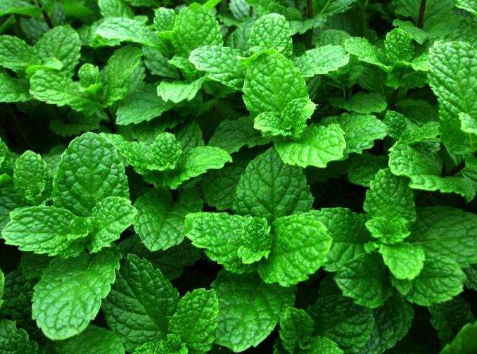 绿萝吊兰的扦插养殖方法视频,绿萝的修剪与扦插方法