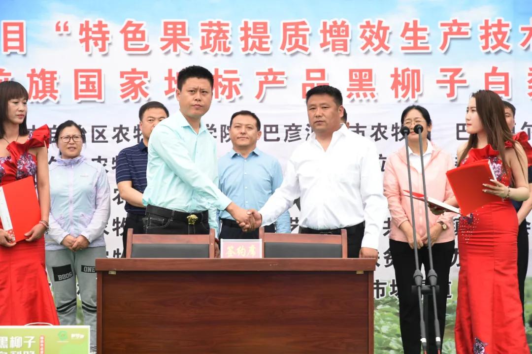 黑柳白梨脆,黑柳子白梨脆甜瓜直播