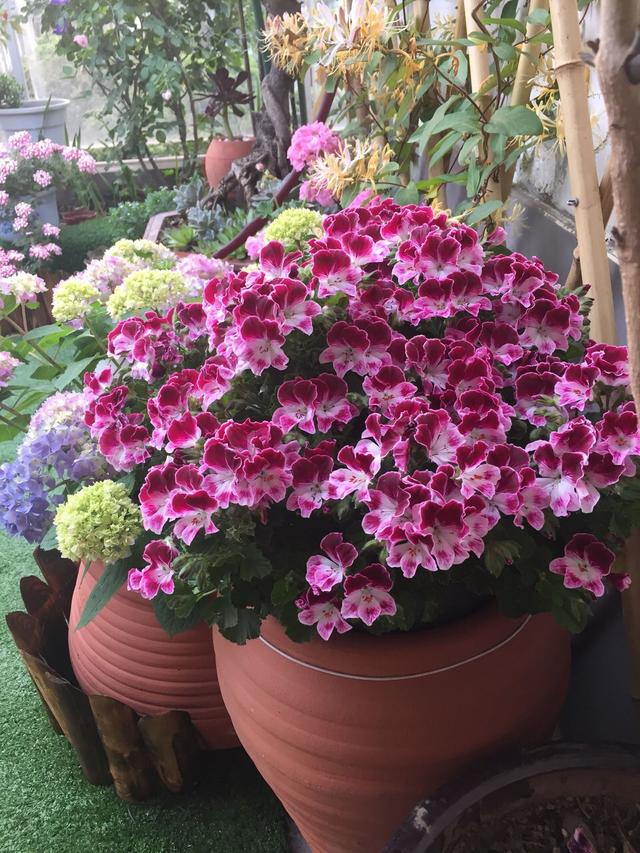 田园土与营养土配比多少适应养花,植物营养土如何自己配制