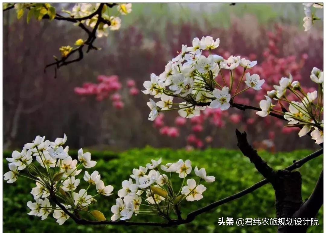重庆小众避暑农家乐推荐,重庆南山高级农家乐排行榜前十名
