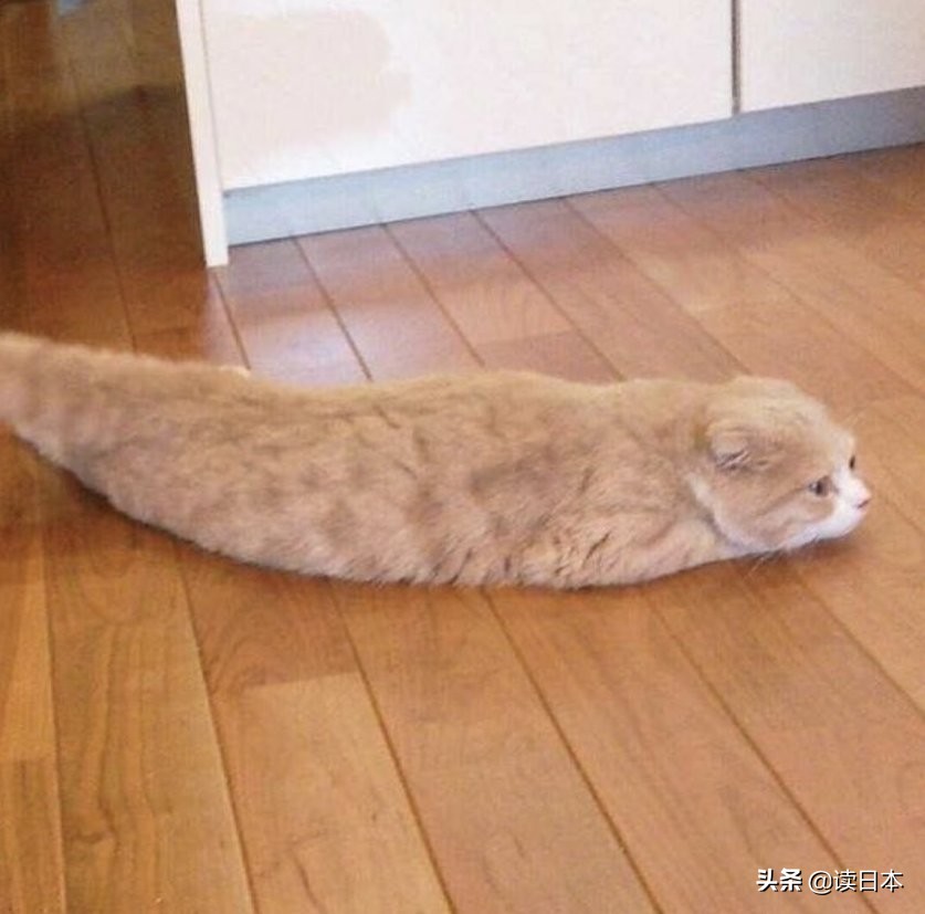 沙雕手办日本小哥,日本沙雕手办小哥哥