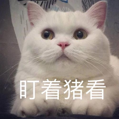 猫泪痕怎么去除涂什么药,猫泪痕滴什么药