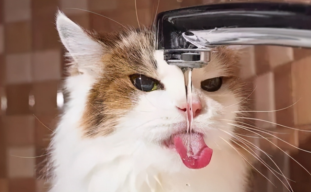 猫怎么预防尿结石,猫尿结石可以服用肾石通颗粒吗