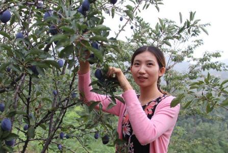 它和黑布林是*亲近**，进口的卖高价，国内种植的却常制成干果