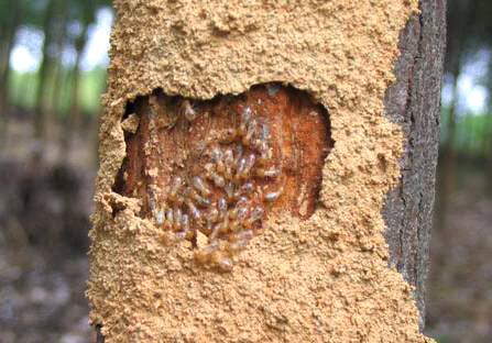 白蚁的种类及图片大全,白蚁种类及危害