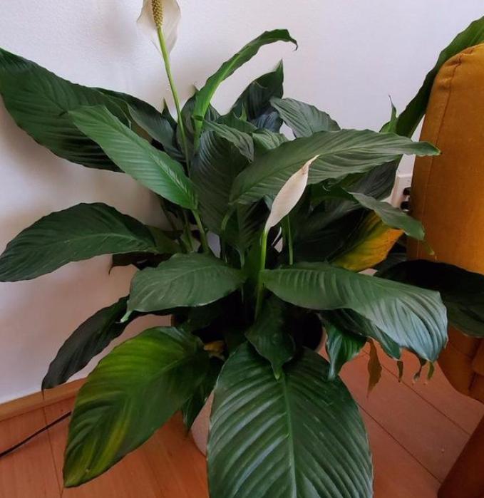 白掌的寓意以及养殖方法,白掌花的养护和习性