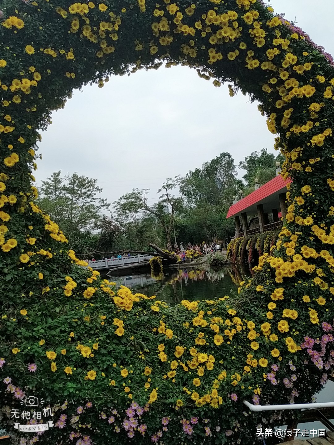 深圳的东湖公园的菊花展漂亮极了,深圳东湖公园赏菊花展