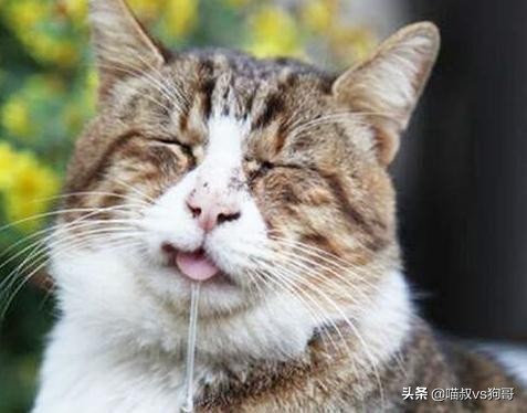 猫咪吞咽困难是口炎吗,猫咪出现吞咽困难是狂犬病吗