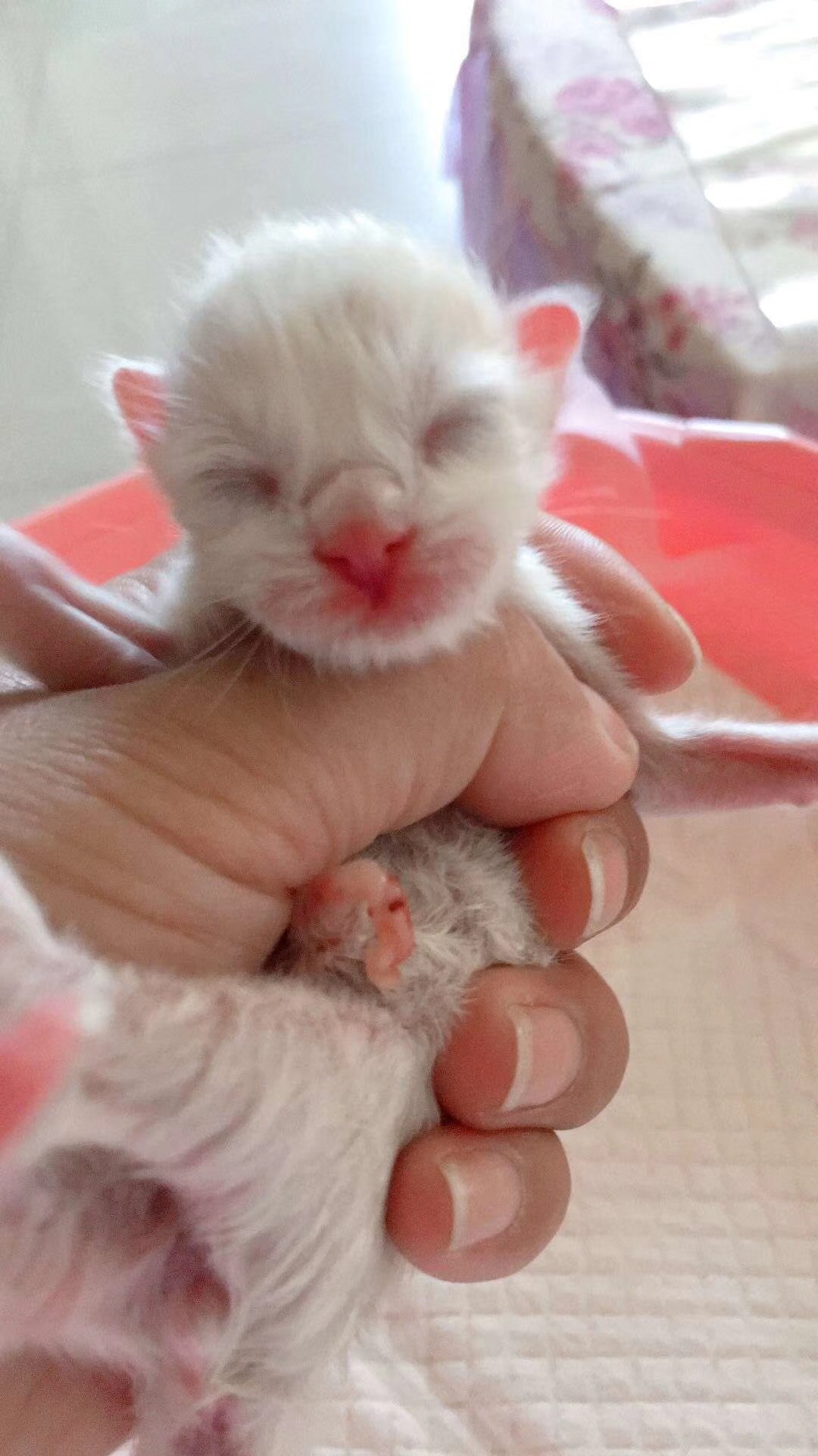 猫咪怀孕了有哪些表现,猫咪发现主人怀孕的表现