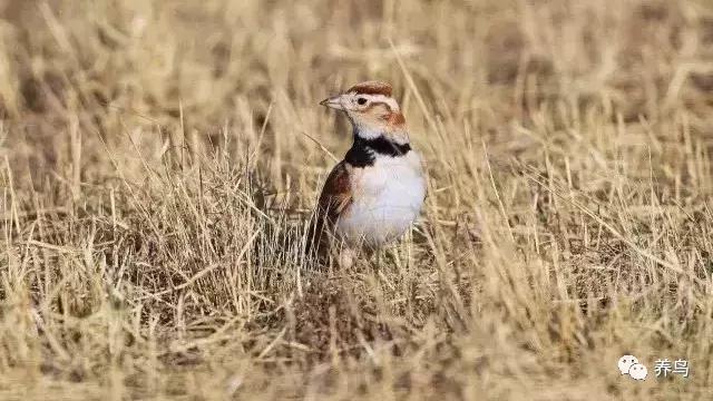 怎样挑选百灵鸟幼崽,怎么样选精品百灵鸟