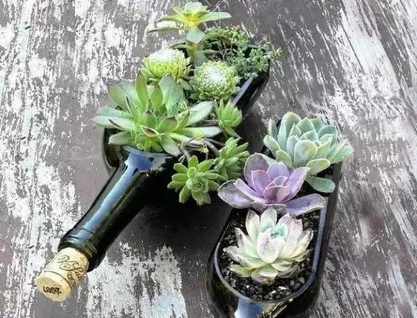 家里花瓶插花放点什么,创意养花花瓶