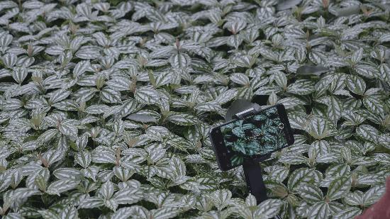 魔爪稳定器mini-mi全景拍摄,魔爪nanose支持机型