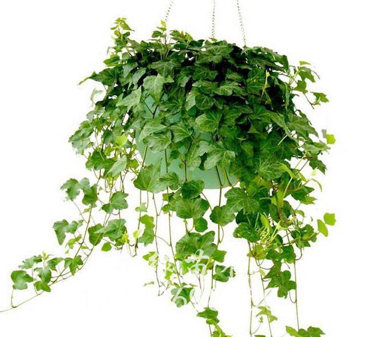 去除家具甲醛的植物,去除甲醛的植物花卉有哪些