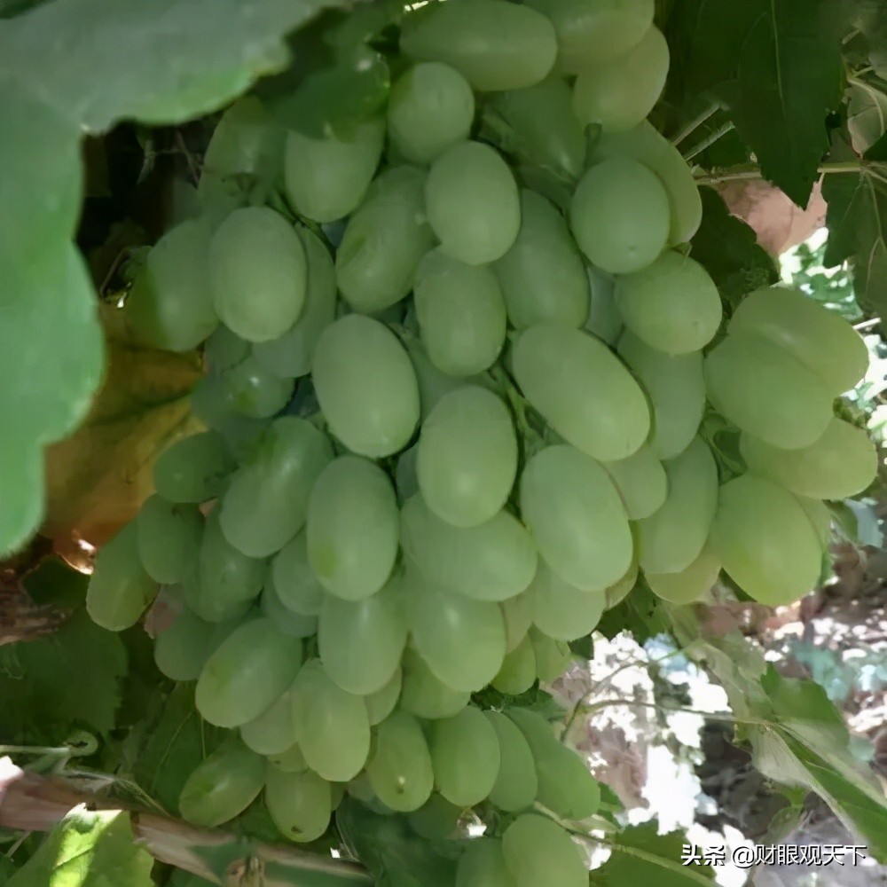 不能错过的*疆新**水果(五)