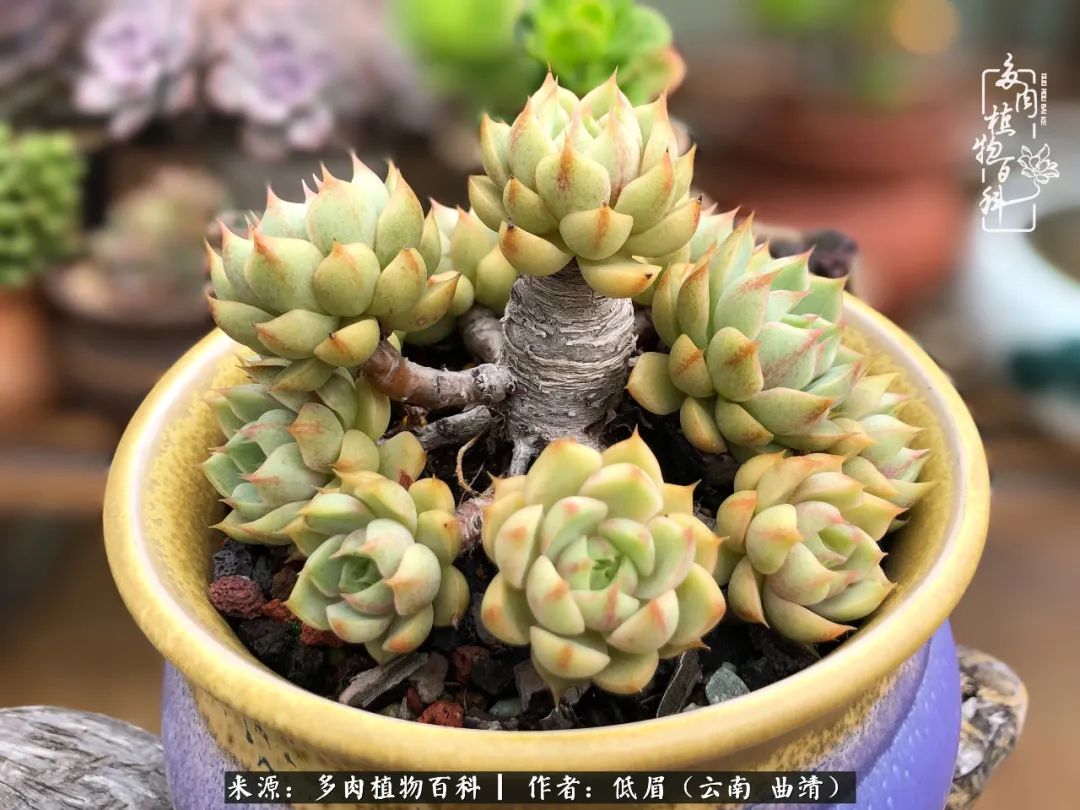 多肉怎么养度夏,多肉怎么养之度夏篇