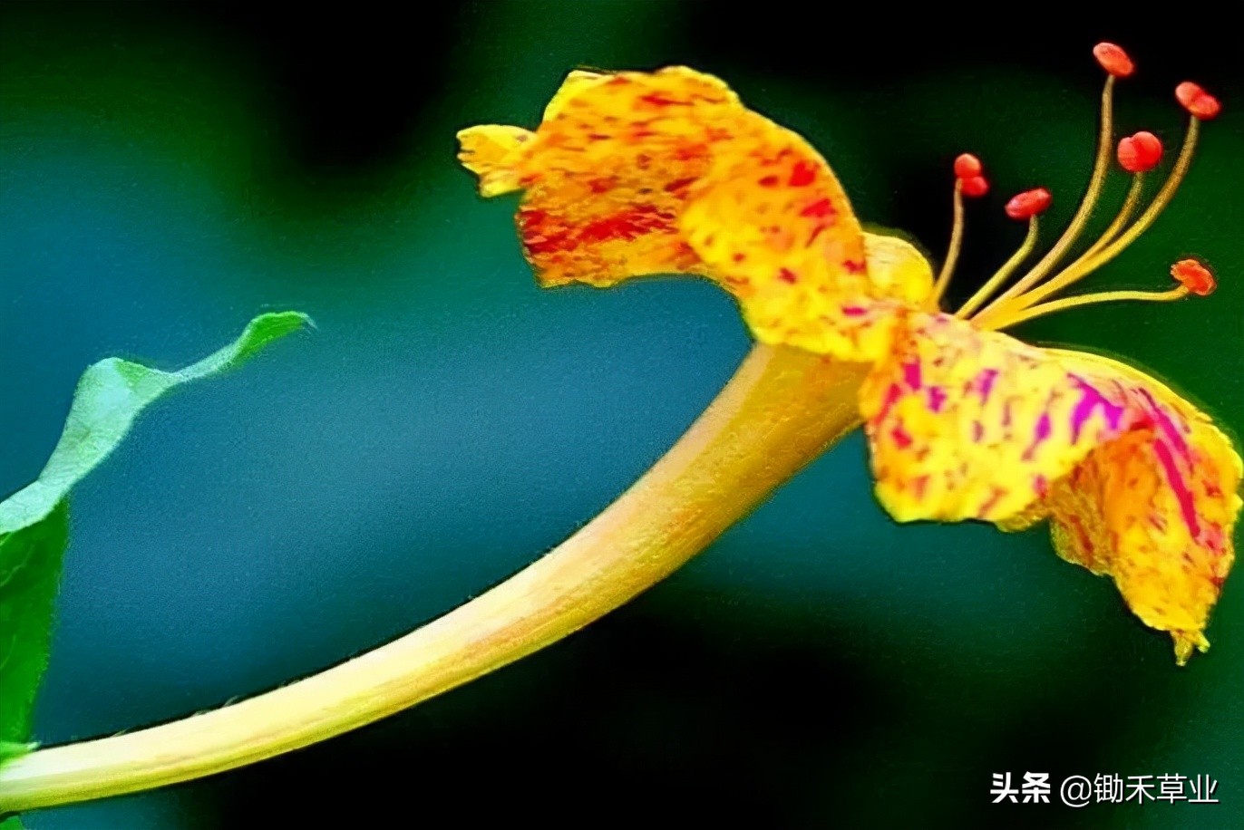 温馨紫茉莉,好看的紫茉莉