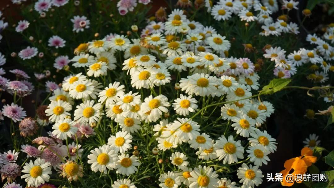 玛格丽特从打顶到爆盆，干货分享