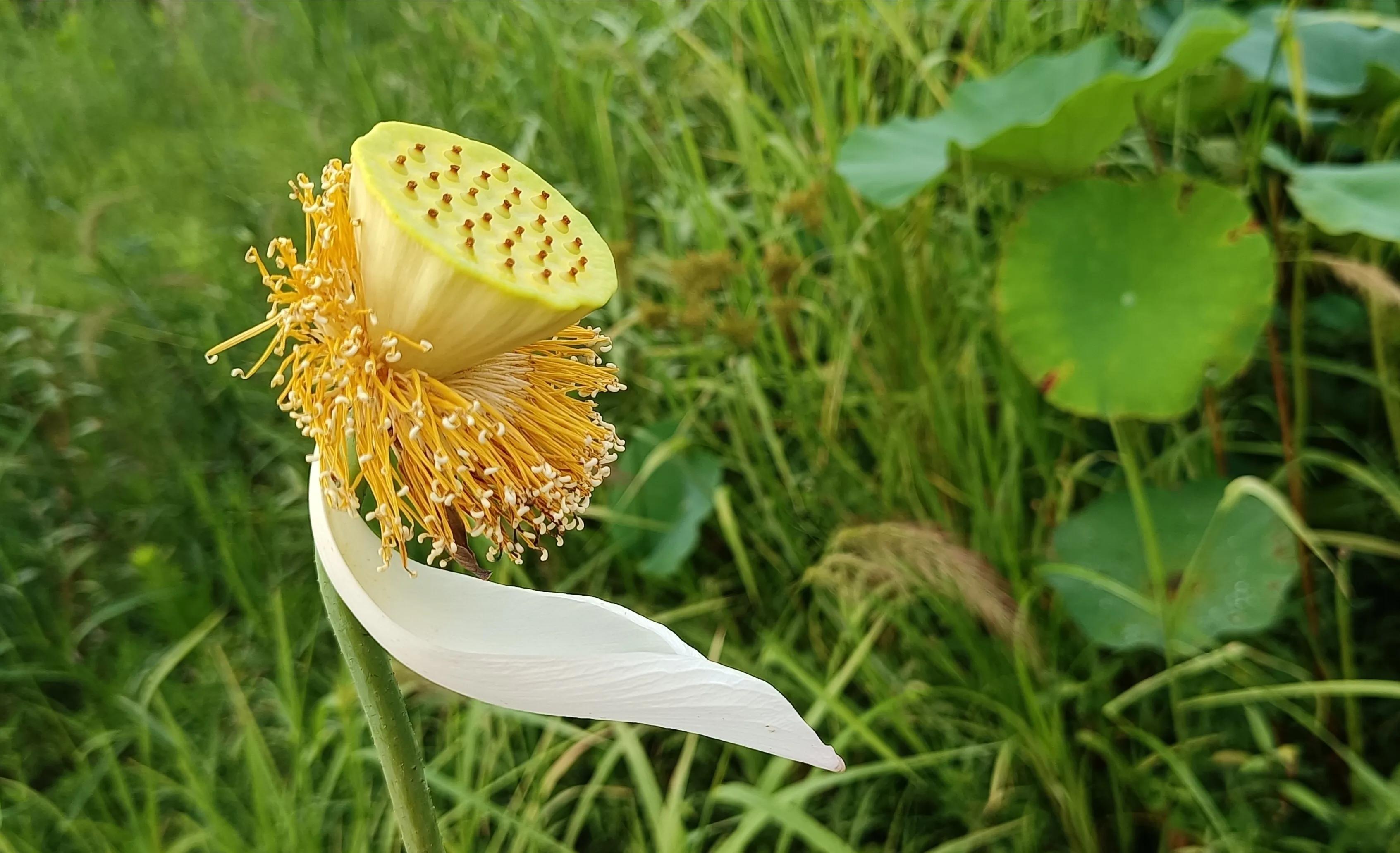 手机摄影手册圈友作品选第7期,手机摄影手册圈友作品选第6期