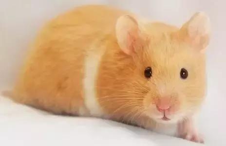 仓鼠种类大仓鼠,仓鼠的详细资料仓鼠的种类