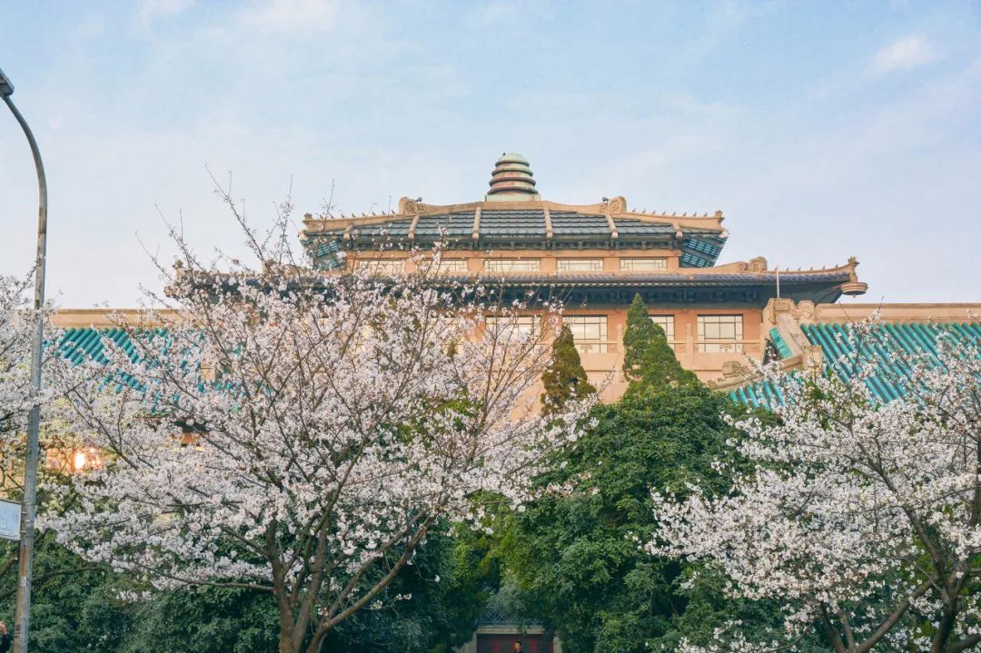 武大樱花一切美好都如约而至,武大樱花正盛开