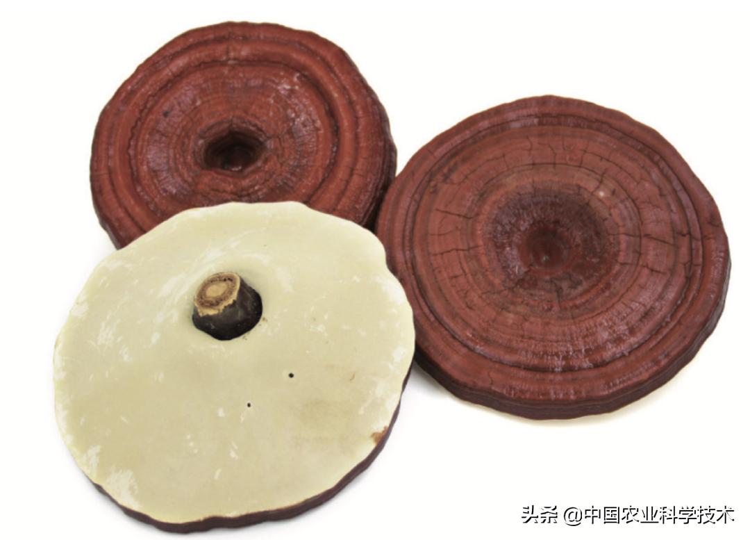 如何鉴别灵芝孢子粉真假,怎么判断灵芝有没有孢子粉