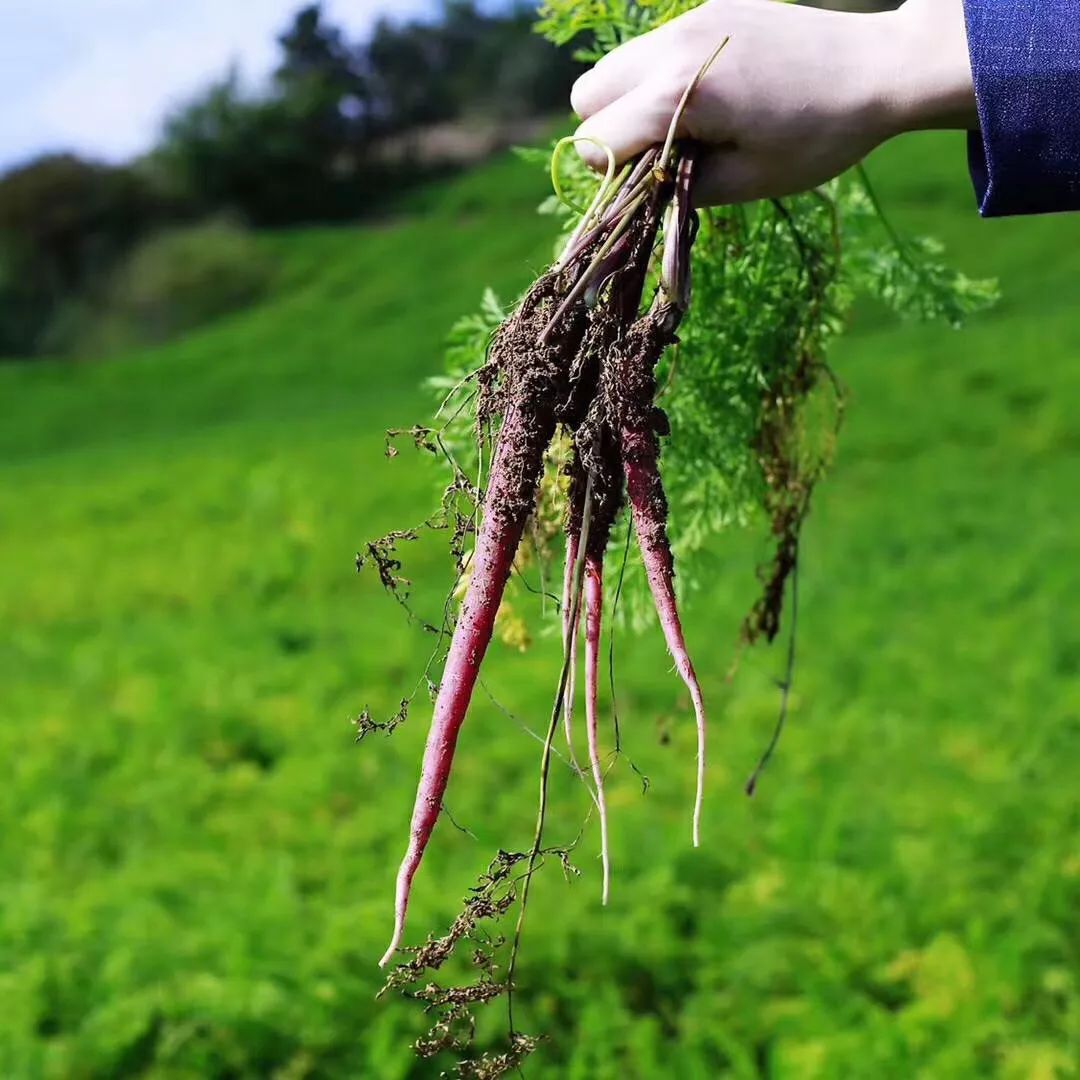 花青素甜脆萝卜,维c含量高的野果
