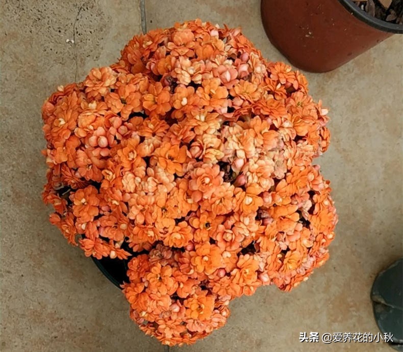 长寿花黑腐怎么办？做好3步，“一剪二晾三插”，让它再生根