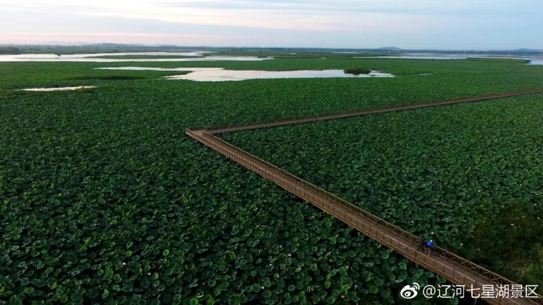 沈阳荷花游玩时间,现在沈阳哪个公园荷花开放