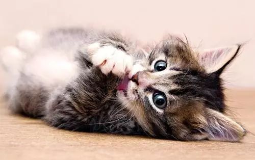 猫咪被跳蚤咬了还有救吗,猫咪身上被跳蚤咬了能体外驱虫吗