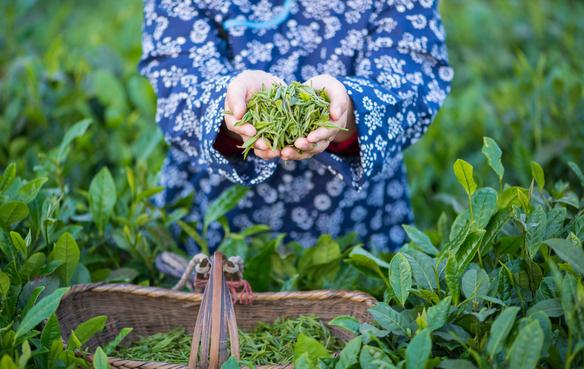 谷雨清代郑板桥,谷雨郑板桥